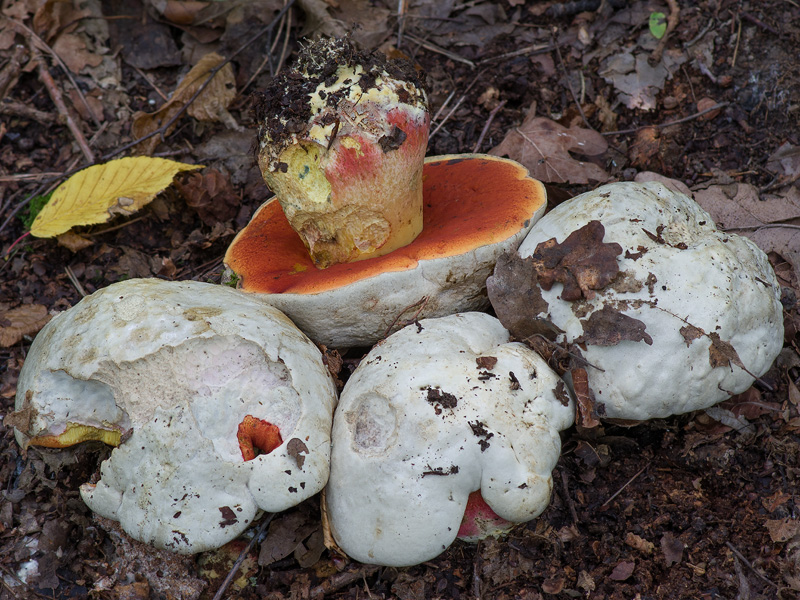 Boletus satanas